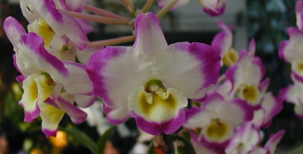 デンドロビューム