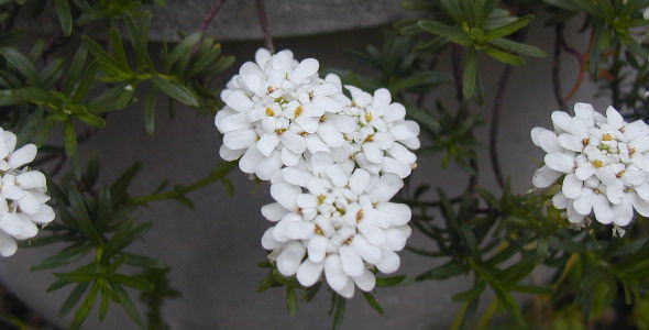 キャンディタフト